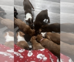 American Pit Bull Terrier-Australian Shepherd Mix Puppy for sale in LEICESTER, NY, USA