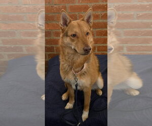 German Shepherd Dog Dogs for adoption in Los Angeles, CA, USA