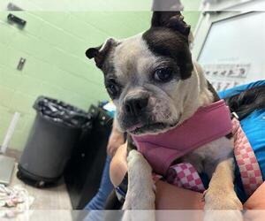 Boston Terrier-Unknown Mix Dogs for adoption in Grand Prairie, TX, USA