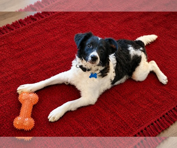 Medium Photo #3 Colonial Cocker Spaniel-Poodle (Miniature) Mix Puppy For Sale in Fresno, CA, USA