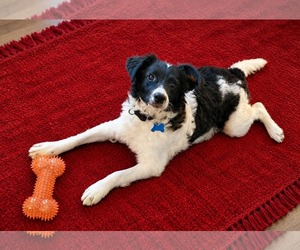 Dumpling - Female Colonial Cocker Spaniel-Poodle (Miniature) Mix Dog for Adoption - Photo #3