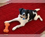 Small Photo #3 Colonial Cocker Spaniel-Poodle (Miniature) Mix Puppy For Sale in Fresno, CA, USA