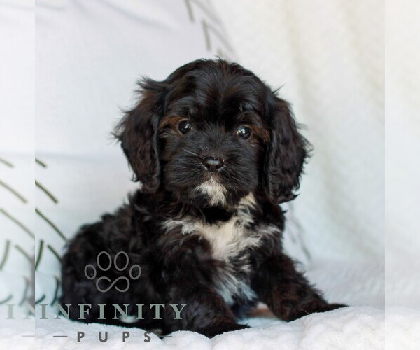 Medium Photo #2 Cavapoo (Miniature) Puppy For Sale in ELIZABETHTOWN, PA, USA