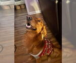 Small #2 Golden Retriever