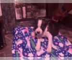 Small Photo #43 Boston Terrier-Collie Mix Puppy For Sale in COLUMBUS, OH, USA