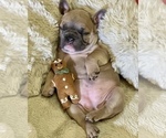 Small Photo #28 French Bulldog Puppy For Sale in WEXFORD, PA, USA