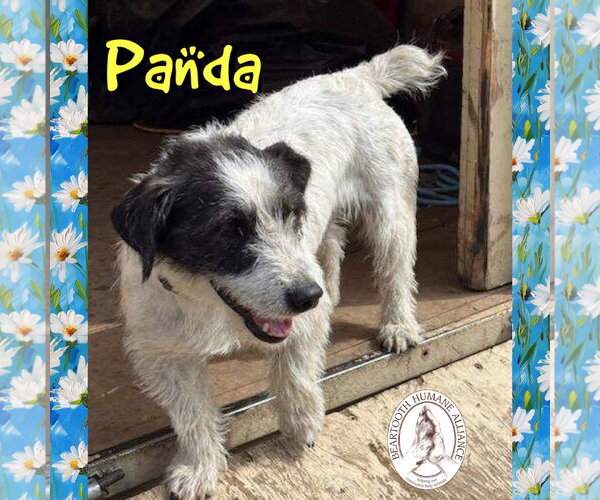 Medium Photo #3 Australian Kelpie-Jack Russell Terrier Mix Puppy For Sale in Red Lodge, MT, USA