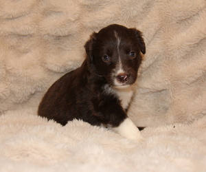 Australian Shepherd Puppy for sale in STEWART, MS, USA