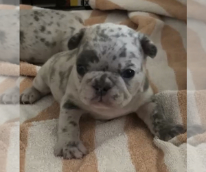 French Bulldog Puppy for Sale in EASTVALE, California USA