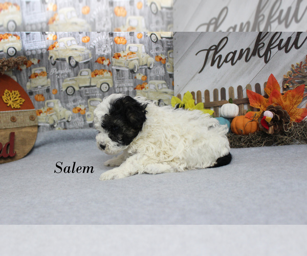 Medium Photo #10 Poodle (Toy) Puppy For Sale in CHANUTE, KS, USA