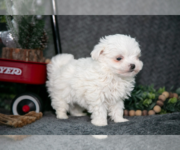 Medium Photo #1 Maltese Puppy For Sale in HOLMESVILLE, OH, USA