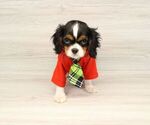 Small Photo #4 Cavalier King Charles Spaniel Puppy For Sale in LAS VEGAS, NV, USA
