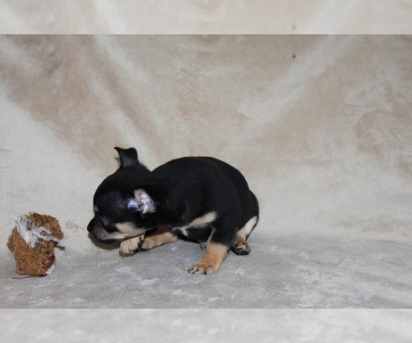 Medium Photo #8 Chihuahua Puppy For Sale in HUDSONVILLE, MI, USA
