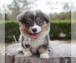 Small #3 Pembroke Welsh Corgi