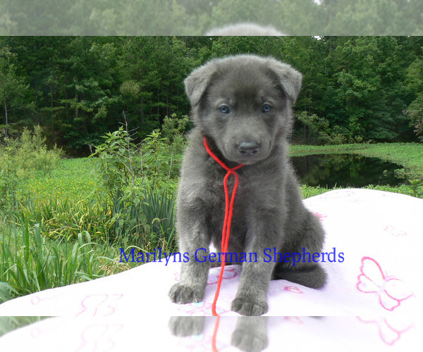 Medium Photo #5 German Shepherd Dog Puppy For Sale in PIEDMONT, MO, USA