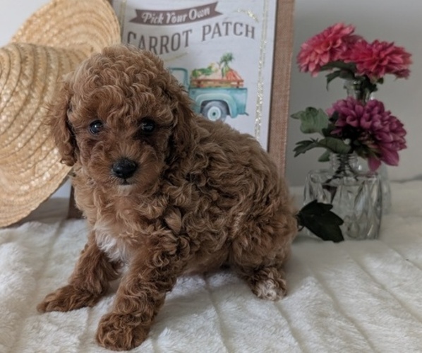 Medium Photo #41 Poodle (Miniature) Puppy For Sale in GOSHEN, IN, USA