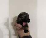 Puppy Blue German Shepherd Dog