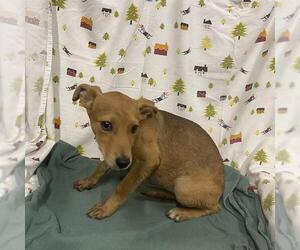 German Shepherd Dog-Unknown Mix Dogs for adoption in Modesto, CA, USA