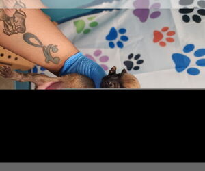 German Shepherd Dog Dogs for adoption in Houston, TX, USA