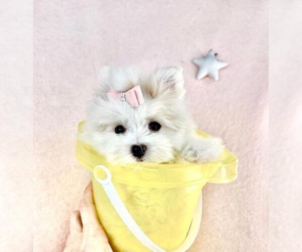 Medium Photo #1 Pomeranian Puppy For Sale in NEW YORK, NY, USA