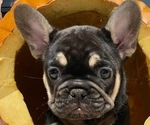 Small Photo #18 French Bulldog Puppy For Sale in DALLAS, NC, USA