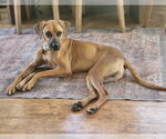Small Photo #6 Mutt Puppy For Sale in oakland, FL, USA