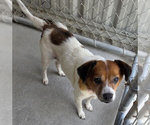Medium Photo #1 Jack Russell Terrier-Unknown Mix Puppy For Sale in North Myrtle Beach, SC, USA