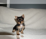 Small Photo #3 Yorkshire Terrier Puppy For Sale in DUNDEE, OH, USA
