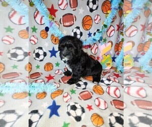 Yorkshire Terrier Litter for sale in LAPEER, MI, USA