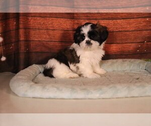 Shih Tzu Puppy for sale in PENNS CREEK, PA, USA
