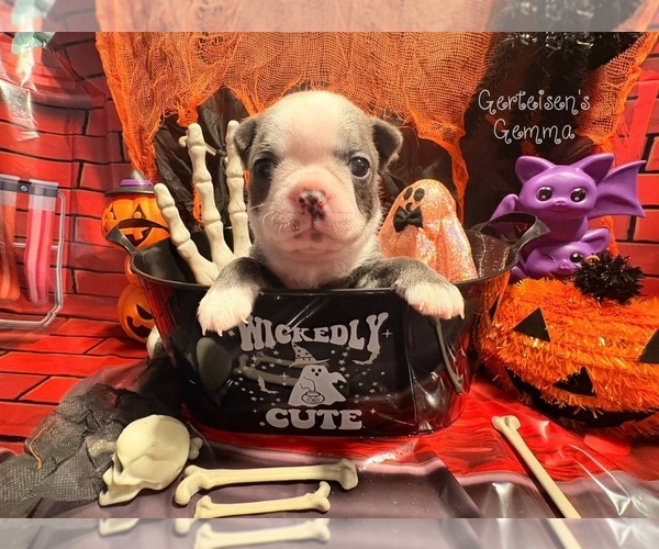 Medium Photo #1 Boston Terrier Puppy For Sale in NEWBURGH, IN, USA