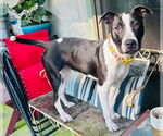 Small #1 Bull Terrier Mix
