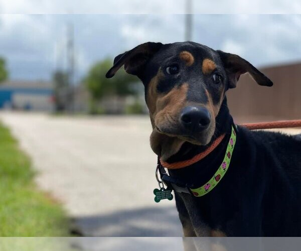 Medium Photo #16 Doberman Pinscher-Pointer Mix Puppy For Sale in Houston, TX, USA