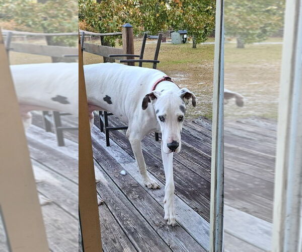 Medium Photo #10 Great Dane Puppy For Sale in Bullard, TX, USA