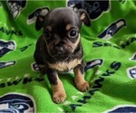 Small Photo #4 Chihuahua Puppy For Sale in EVERETT, WA, USA