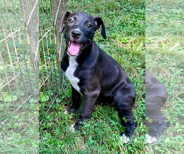 Medium Photo #1 Labrador Retriever Puppy For Sale in Southbury, CT, USA