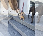 Small #4 Chihuahua Mix