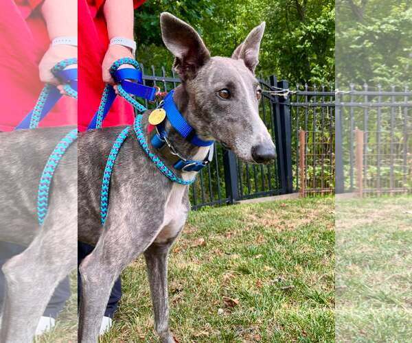 Medium Photo #4 Greyhound Puppy For Sale in Cherry Hill, NJ, USA
