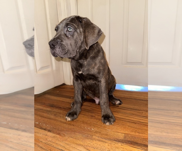 Medium Photo #2 Cane Corso Puppy For Sale in PHILADELPHIA, PA, USA
