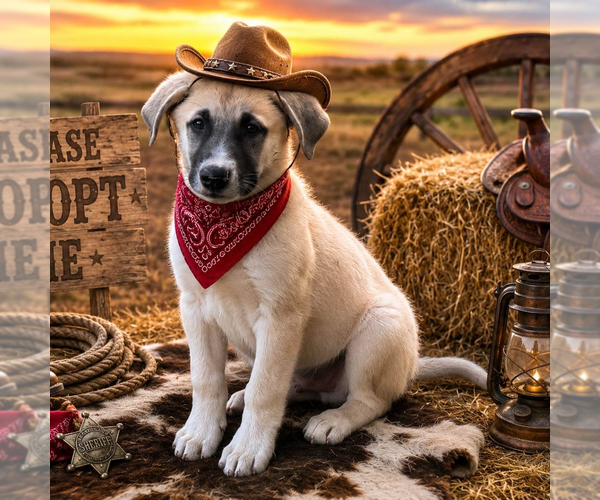 Medium Photo #3 Anatolian Shepherd Puppy For Sale in Yardley, PA, USA