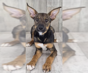 Mutt Dogs for adoption in Bellevue, WA, USA