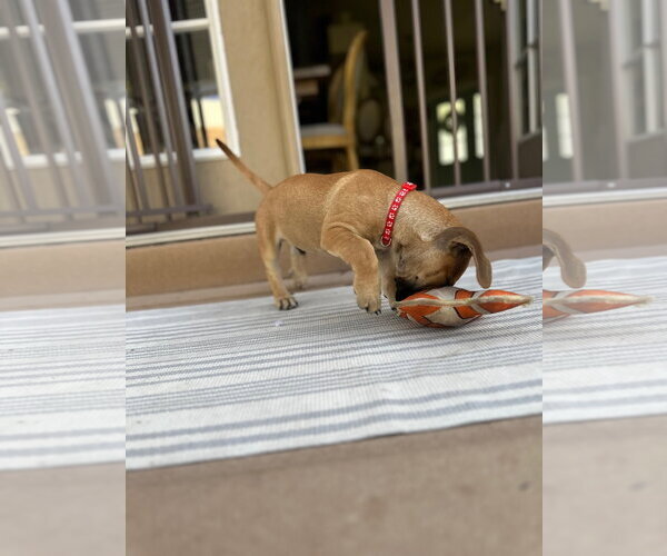 Medium Photo #3 Mutt Puppy For Sale in Sandy, UT, USA