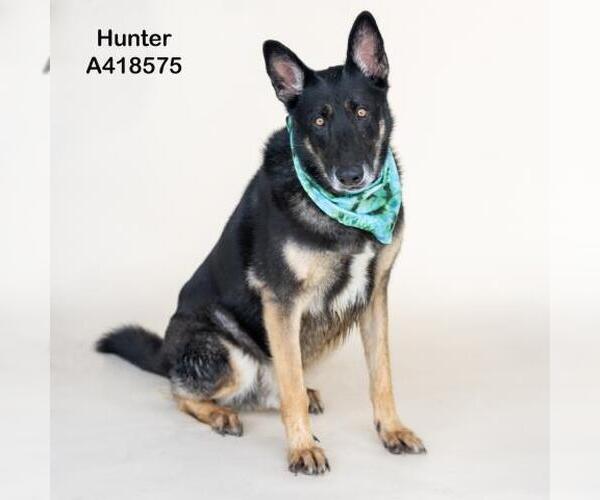 Medium Photo #2 German Shepherd Dog-Unknown Mix Puppy For Sale in Conroe, TX, USA