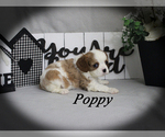 Small #7 Cavalier King Charles Spaniel