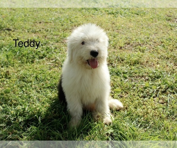 Medium Photo #5 Old English Sheepdog Puppy For Sale in CARDWELL, MO, USA