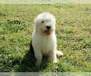 Medium Old English Sheepdog