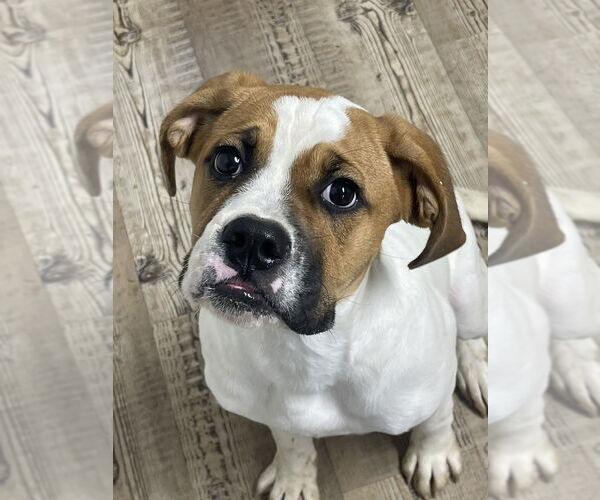 Medium Photo #1 Boxer-Golden Retriever Mix Puppy For Sale in Bolivar, MO, USA