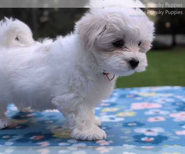 Medium Photo #2 Maltese Puppy For Sale in OCALA, FL, USA