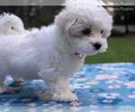 Puppy Daisy Maltese