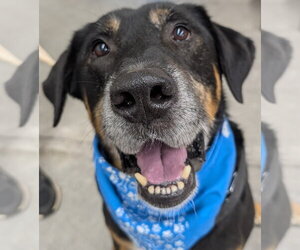 Rottweiler-Unknown Mix Dogs for adoption in Hillsboro, NH, USA